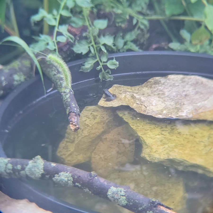 Small container pond with a frog sitting on a rock