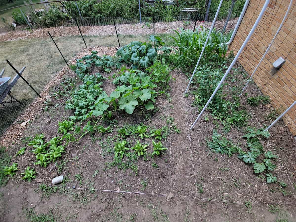 fish eye view of vegetable garden